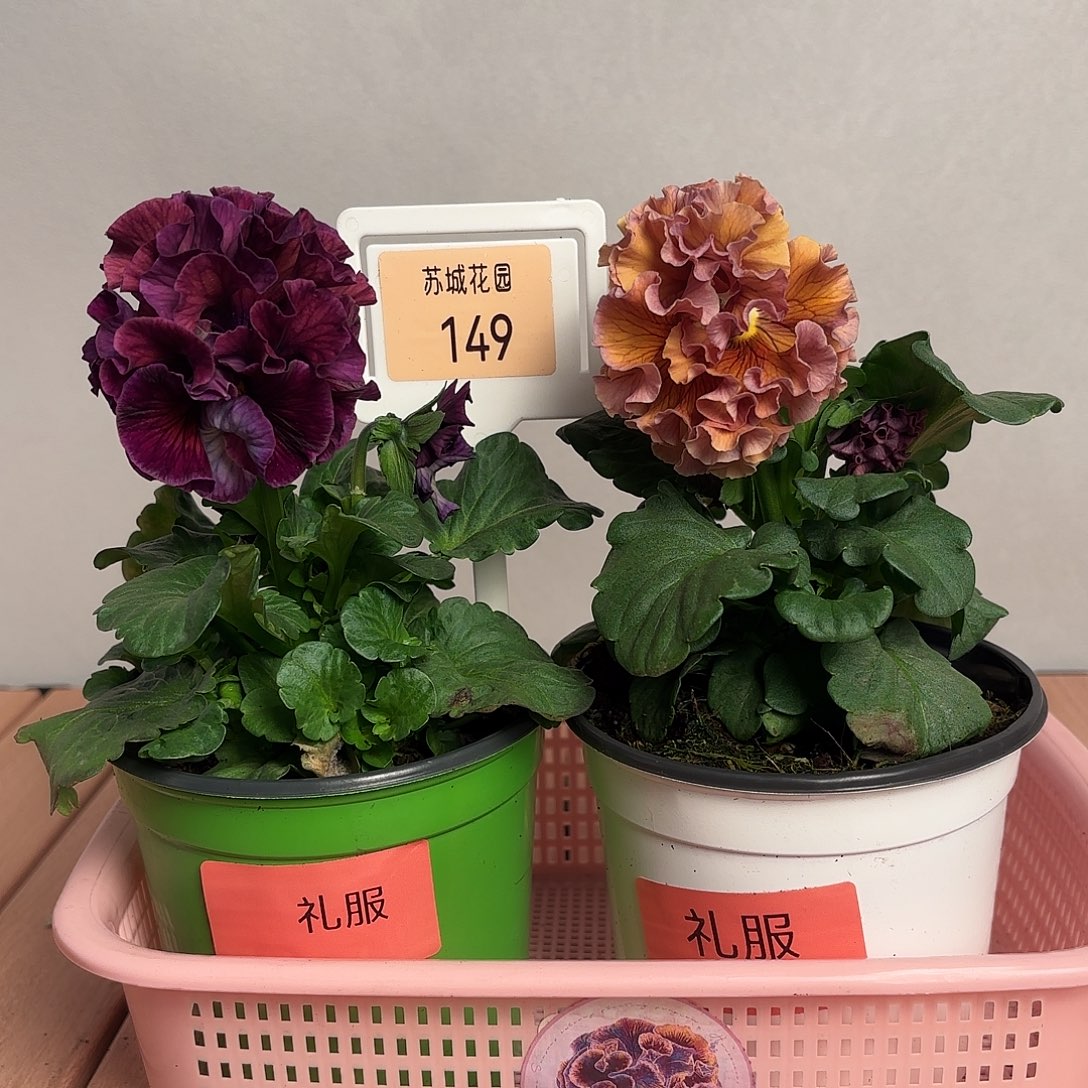 大部分开放少量花苞149