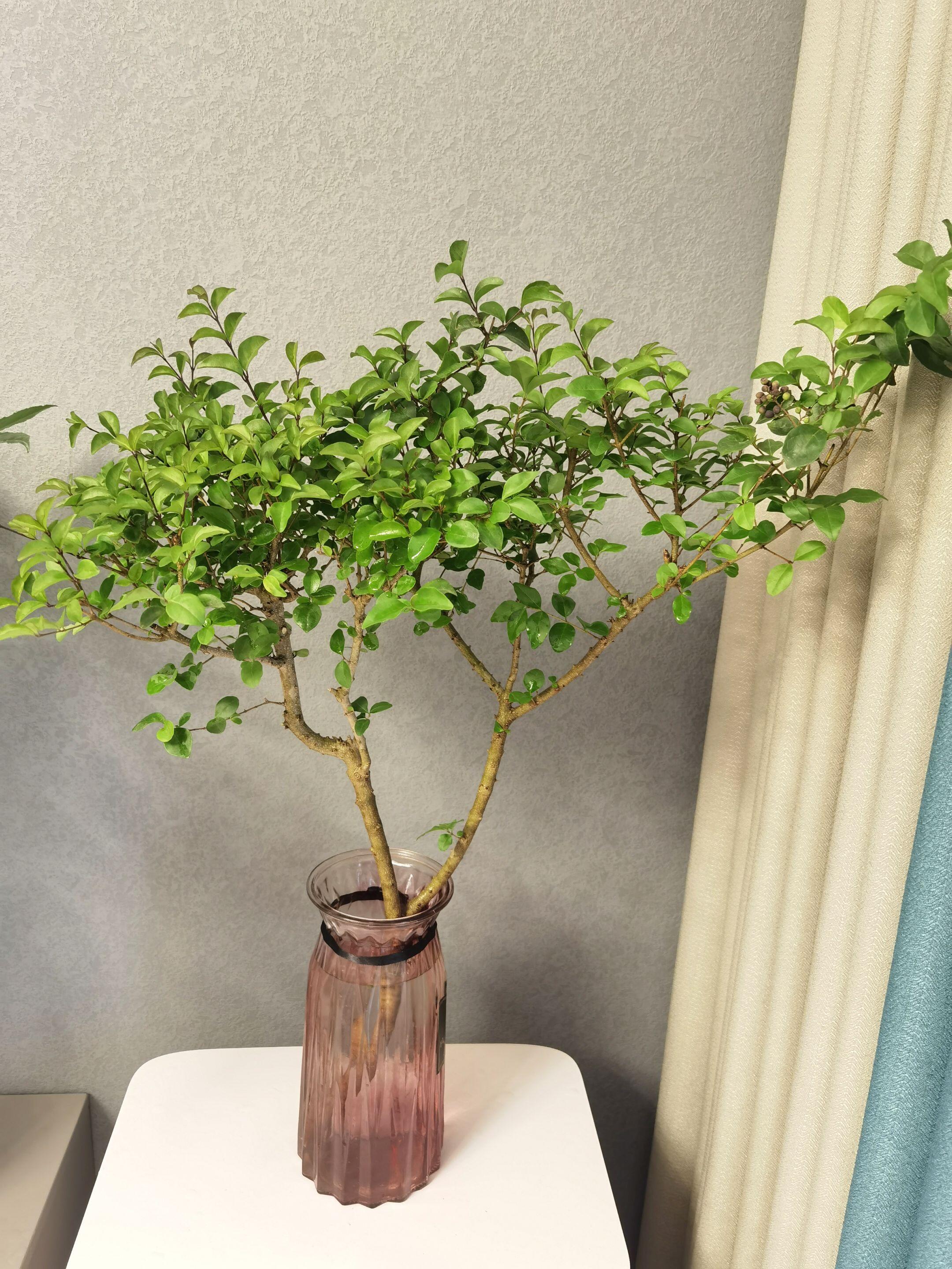 小叶女真水培鲜切枝花期超长待机