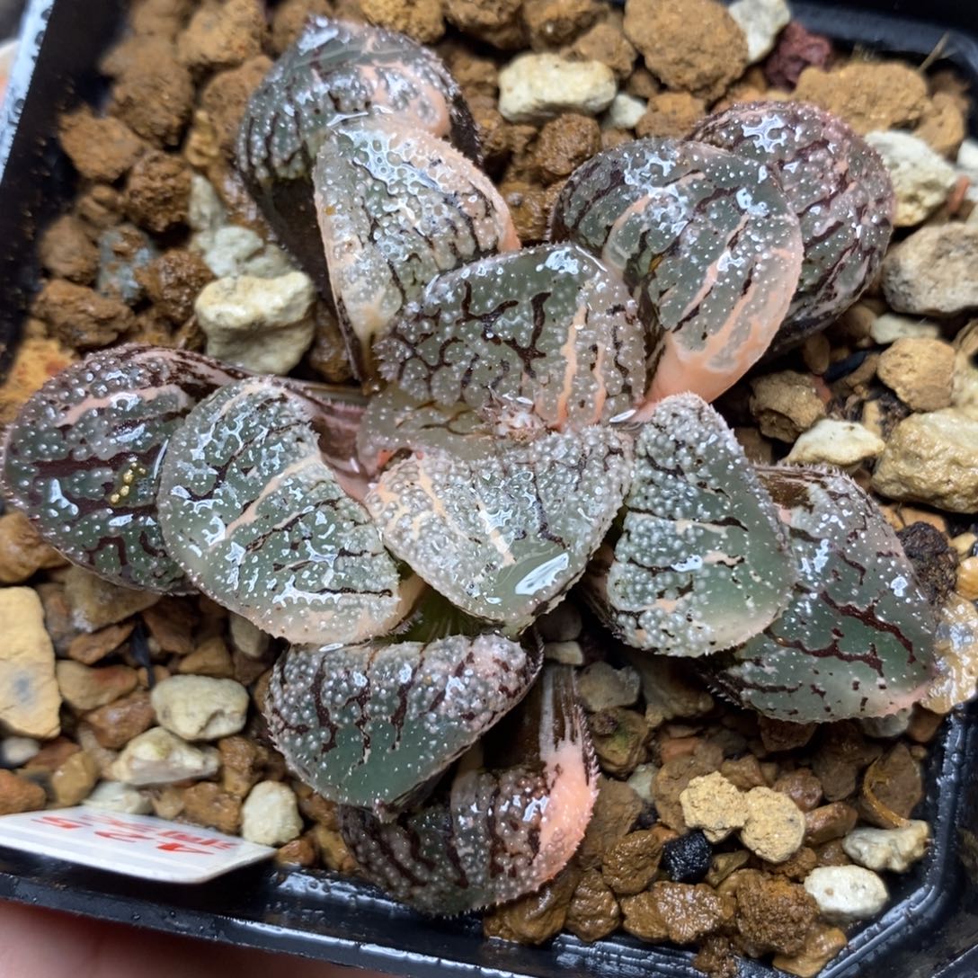 425摩多寿锦一物一拍