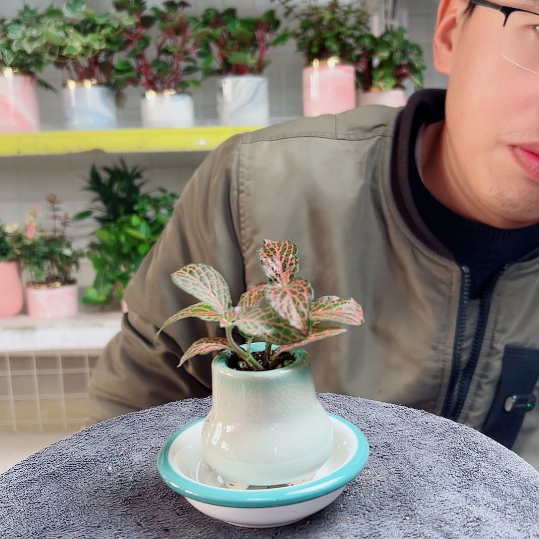 太***亮无花朵12                 