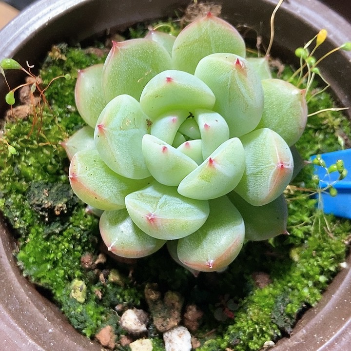 多肉植物雪花珍妮6150