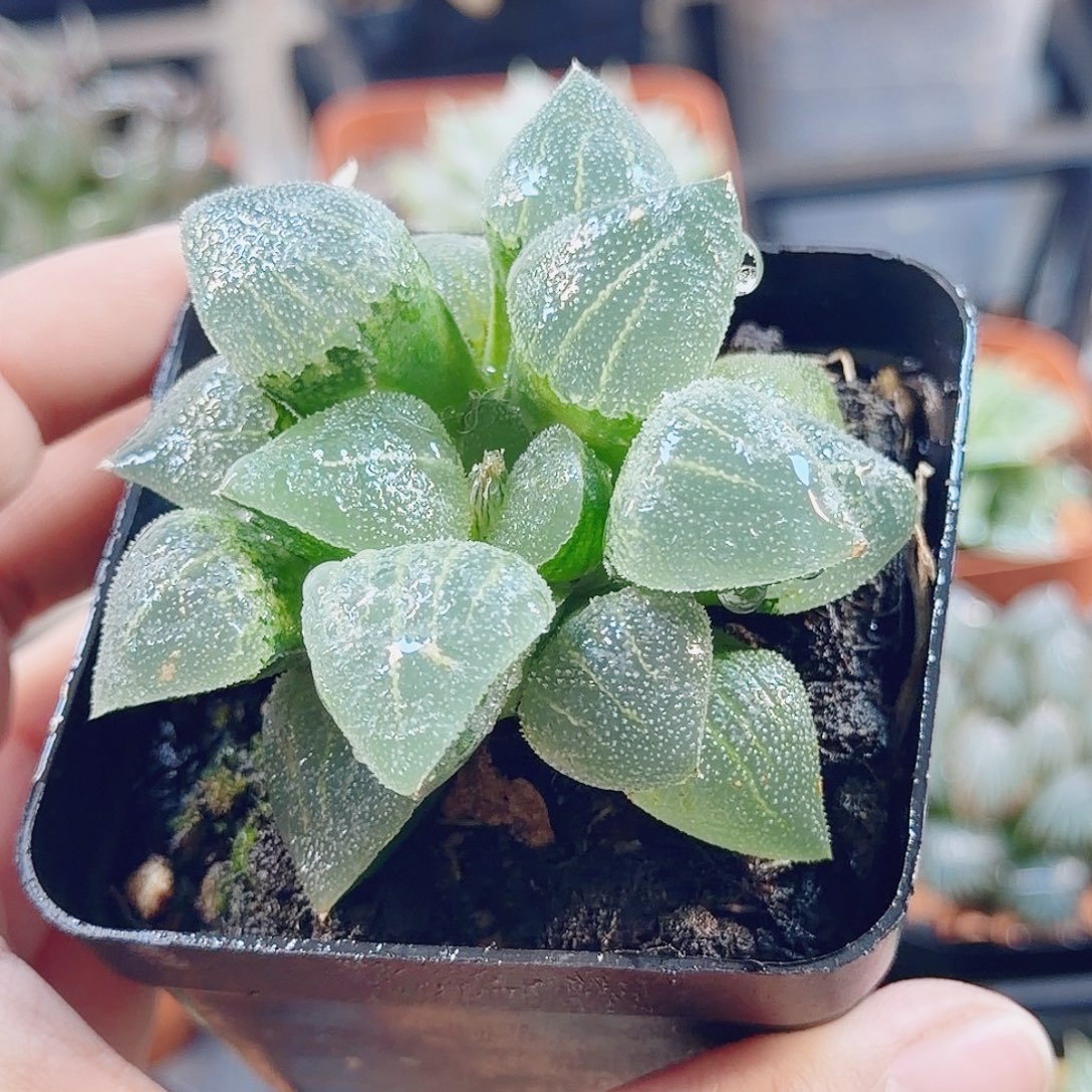 十二卷翠贝开播福利