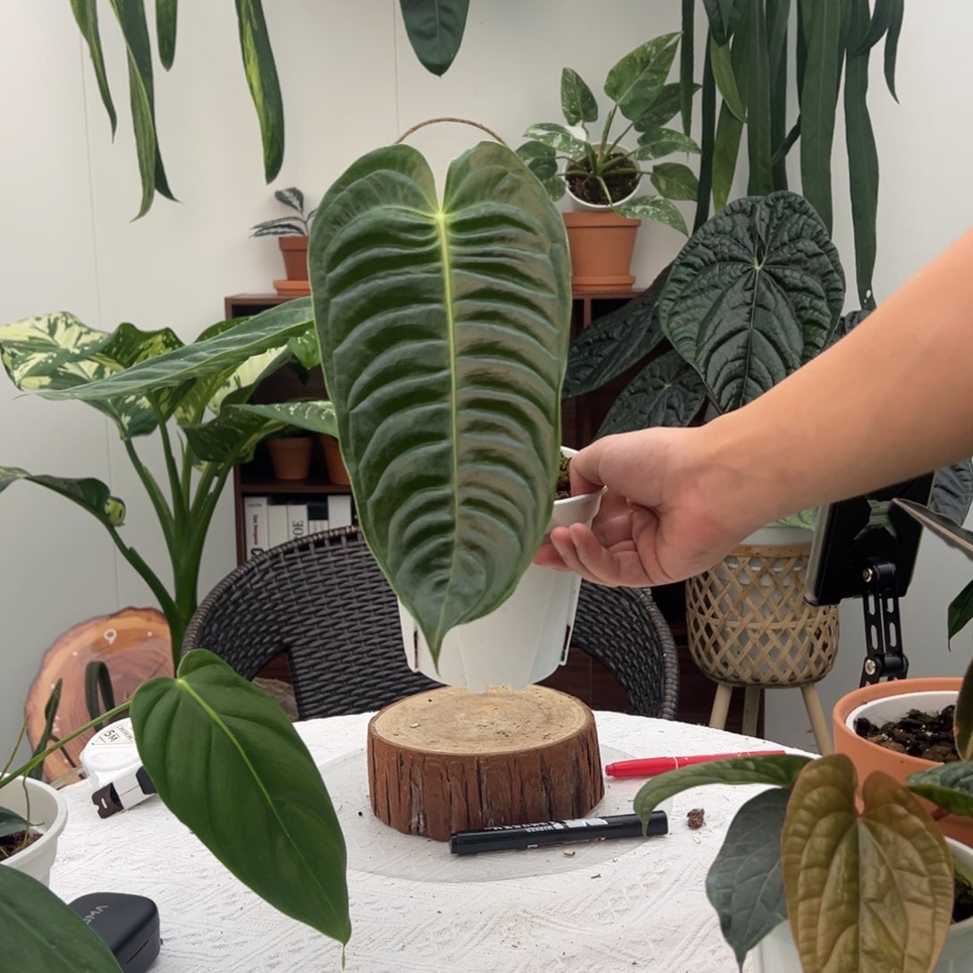 不开花植物极密火鹤王叶长26