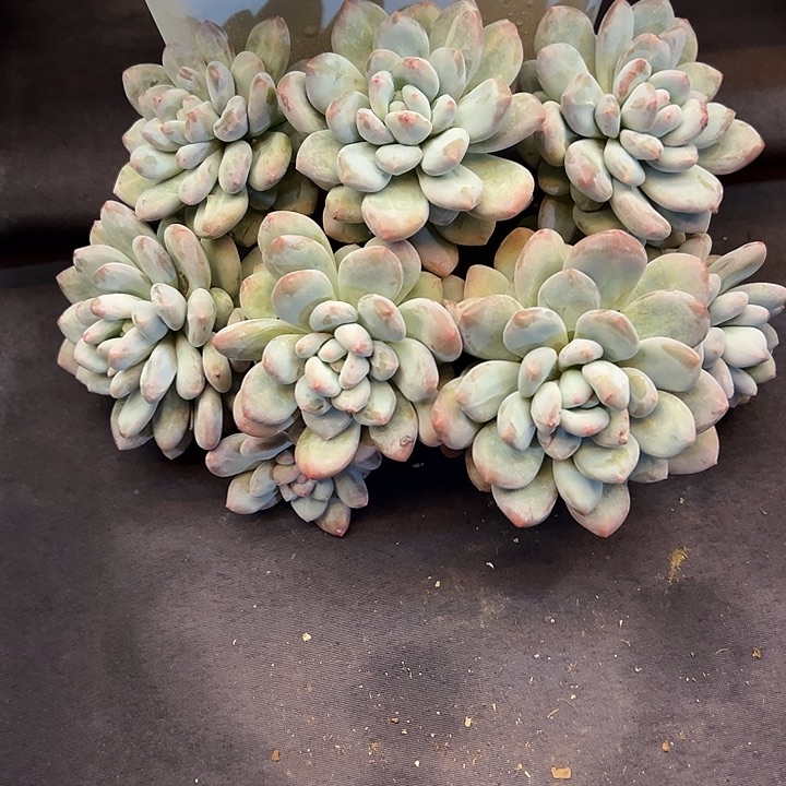 石化老桩香水大群多肉植物