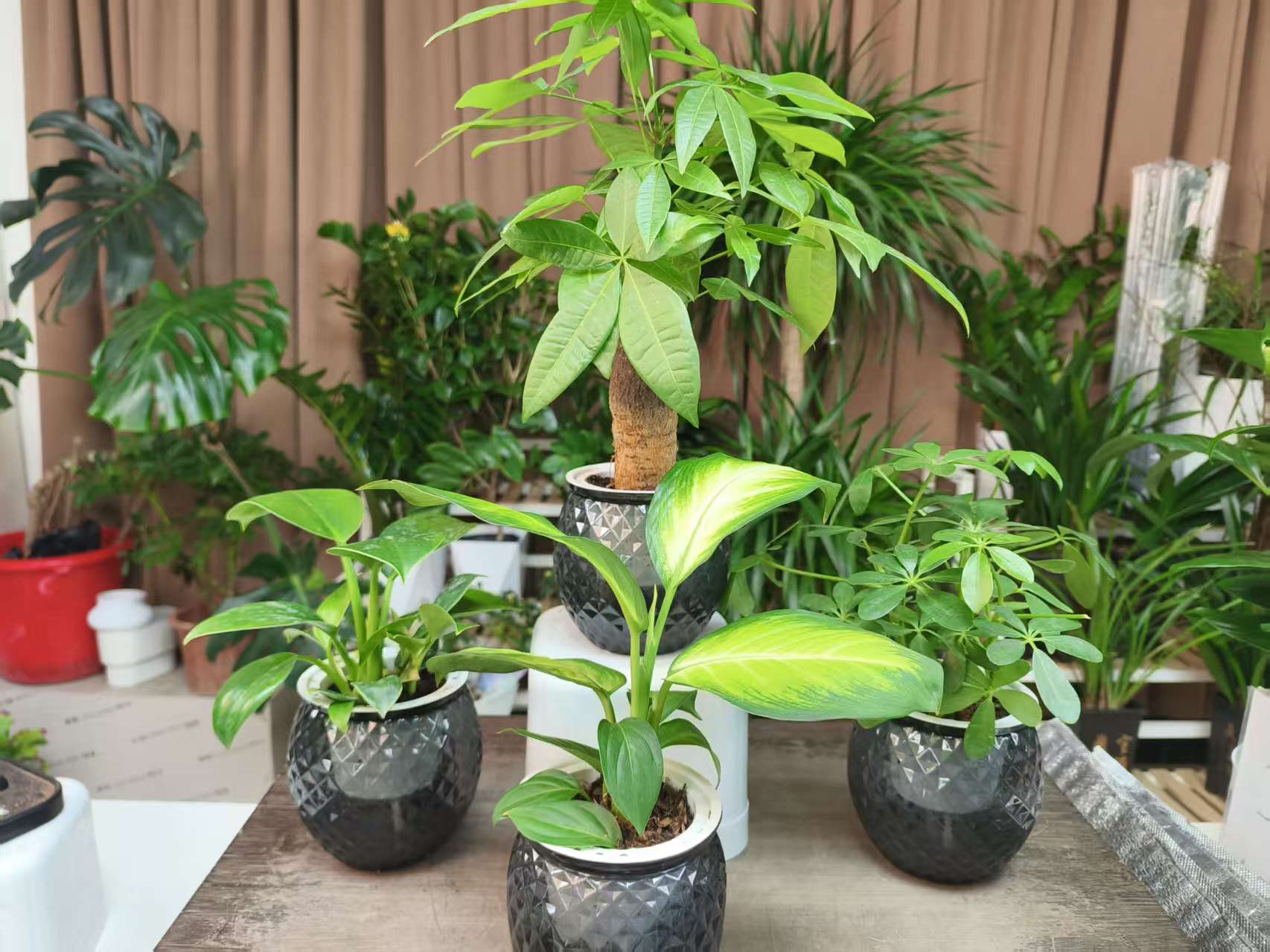 【新疆包邮】水盆植物四件套家居净化空气室内 懒人好养