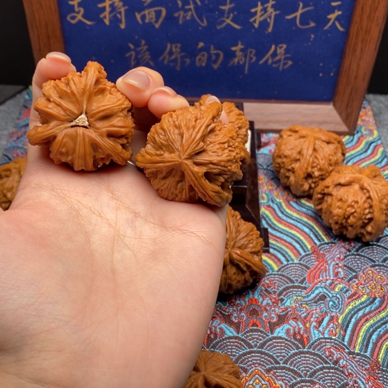 【闪购商品】生****下白狮