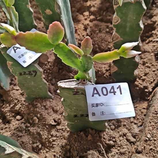 2099玫红重瓣易掉苞芽41