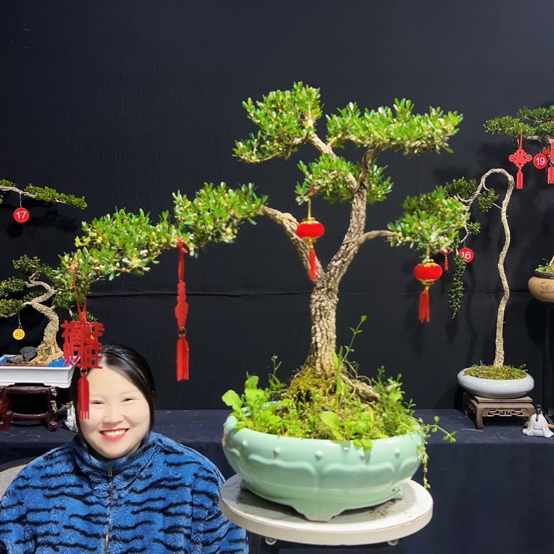 绿植广东皱皮黄杨木