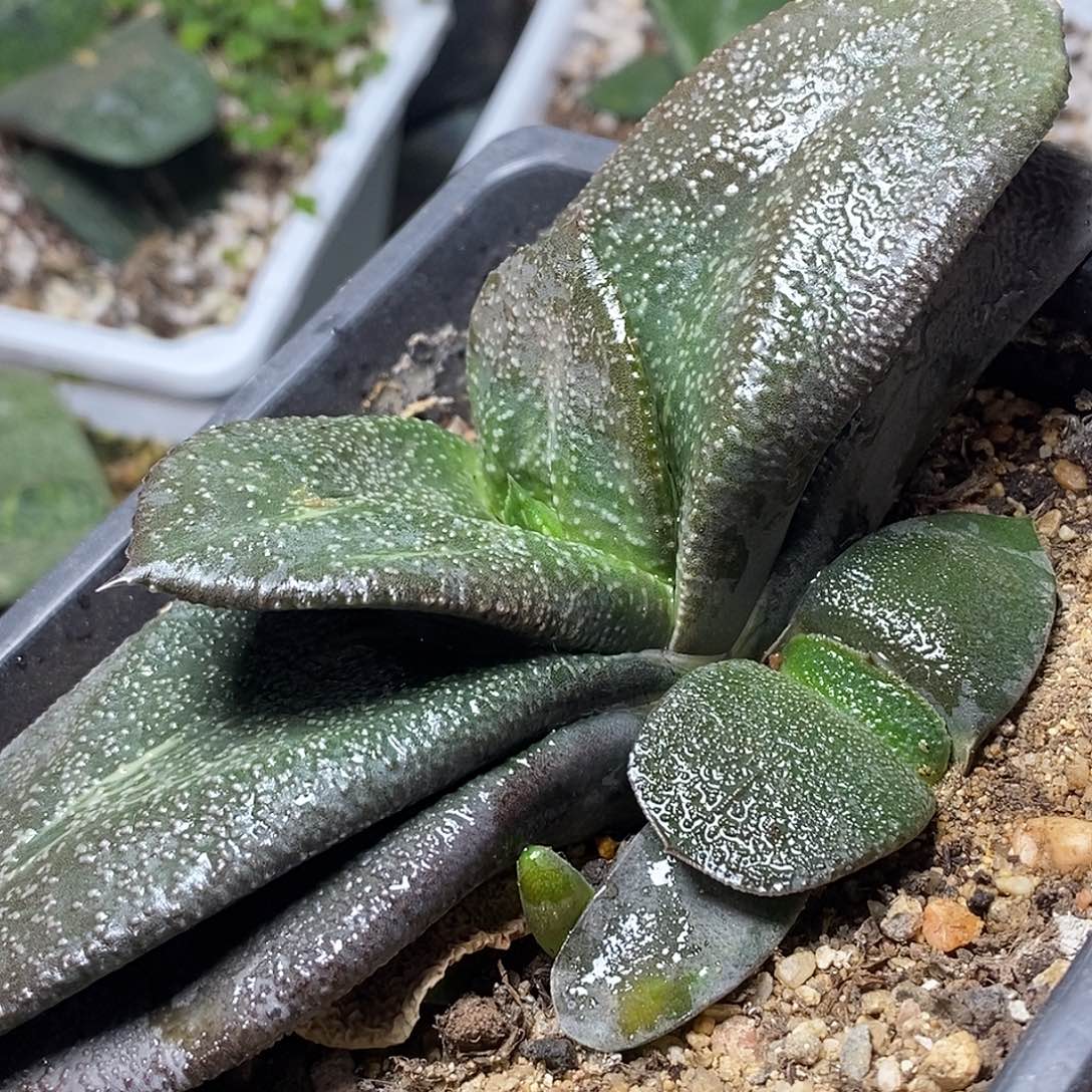 不带盆脱土裸根发货（不带侧芽）