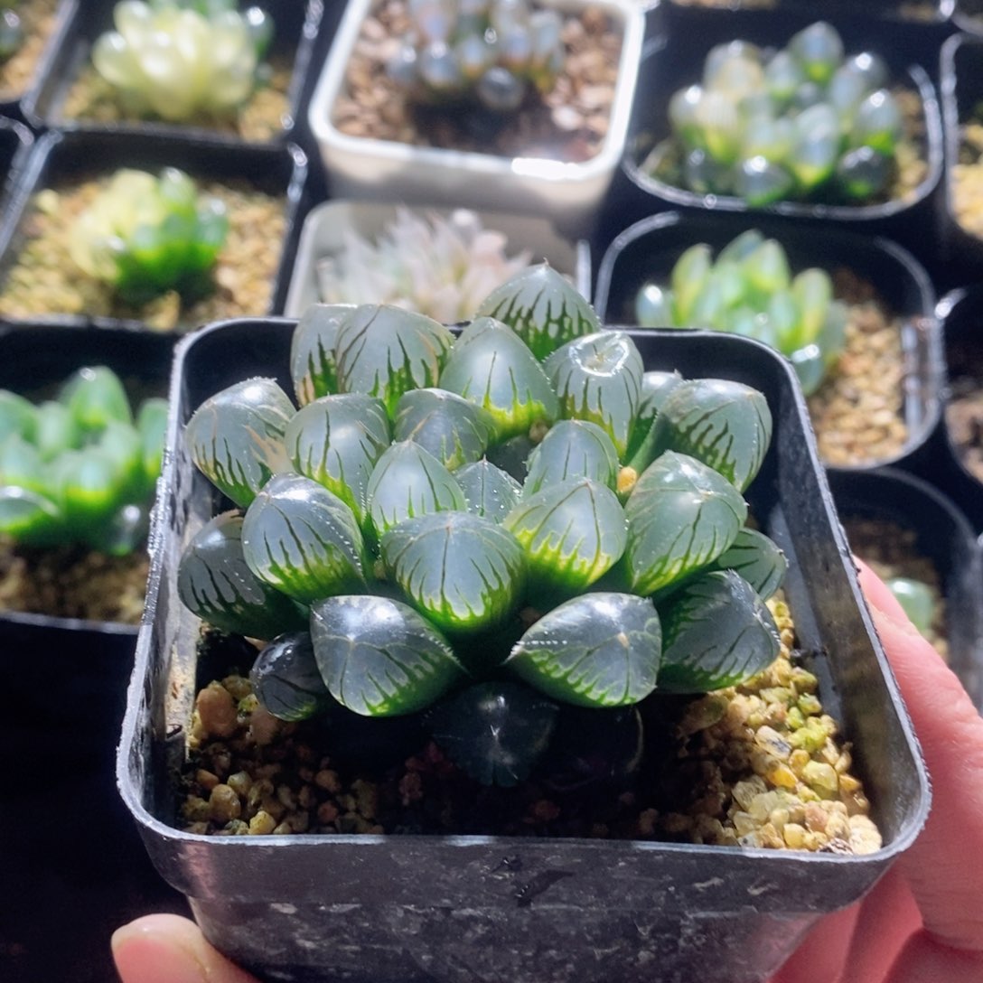 实生玉露锦母本玉露多肉