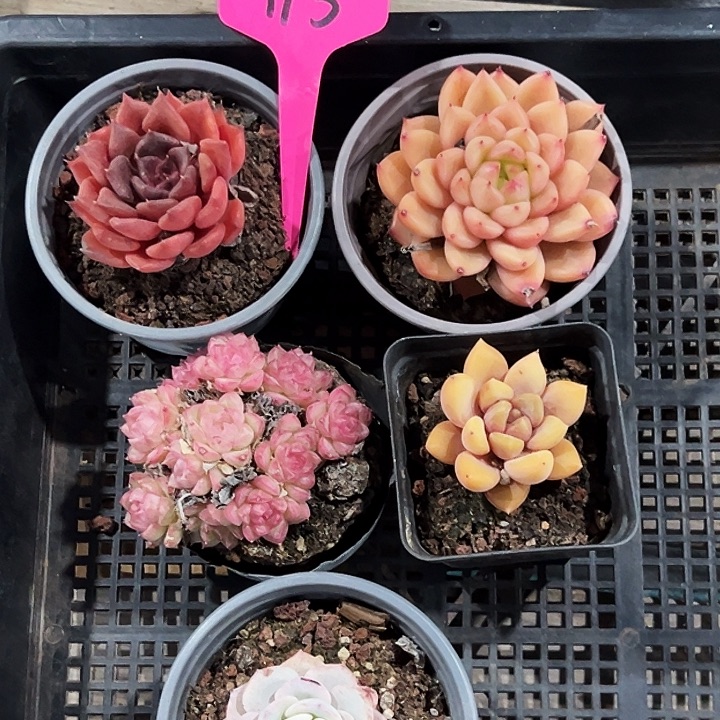 19号框。   福利多多