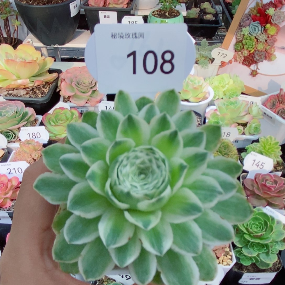 108秋夕锦带侧芽。