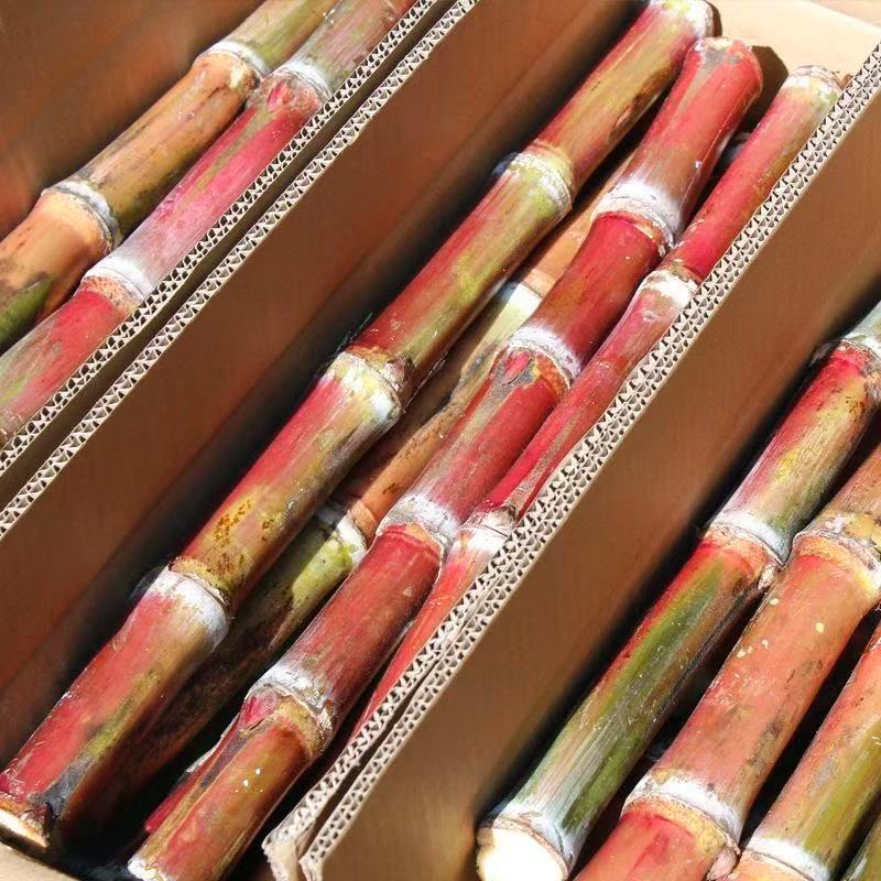 【精品中段】云南红皮脆皮甘蔗新鲜多汁现砍现发绿色水果