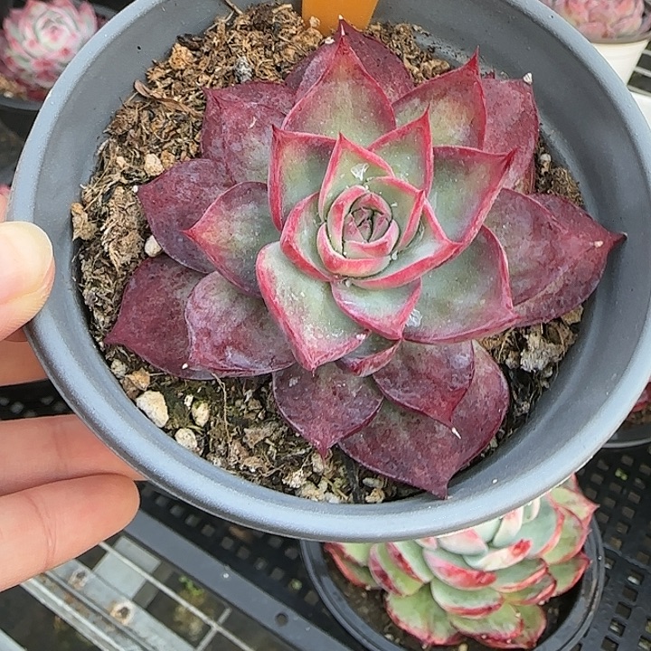 84 惊鸿仙子多肉植物8-9cm