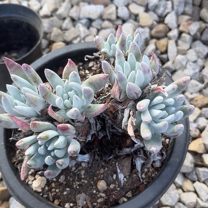 仙女杯系列多肉植物