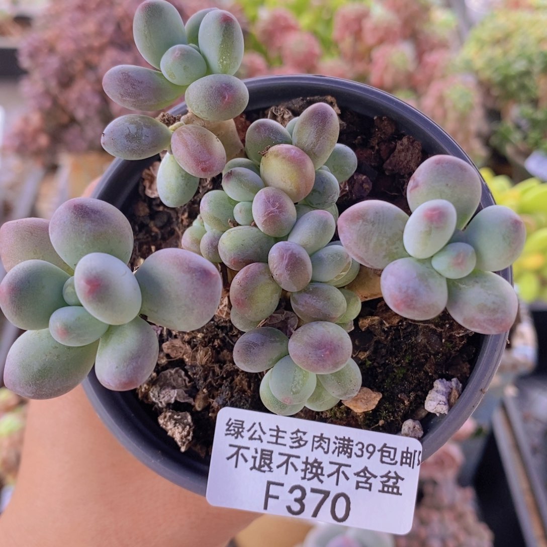 苹果奶8cm370多肉植物
