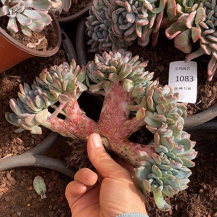 全明星缀化多肉多肉083