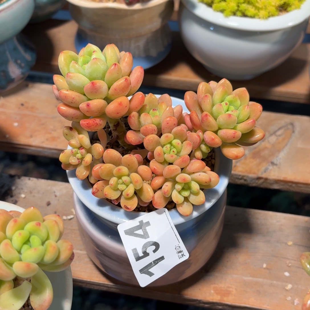香格里拉多肉带盆发货154