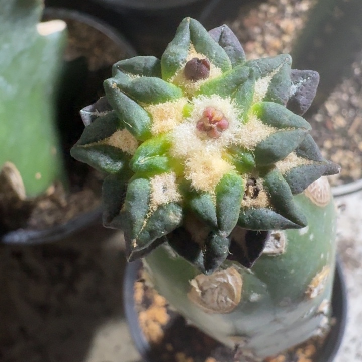 捡漏特价苗接仙人球