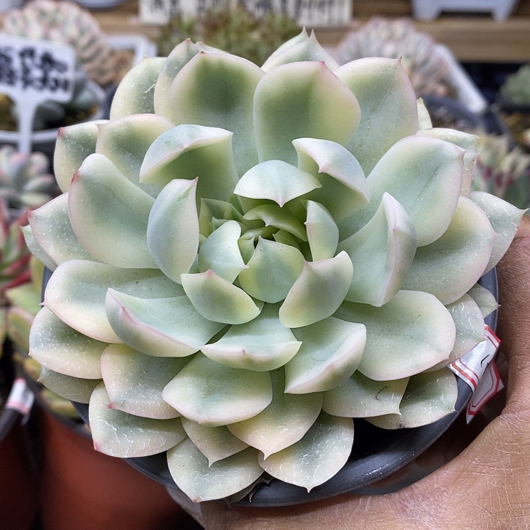 0316 大月亮仙子白覆轮锦 需延时发货