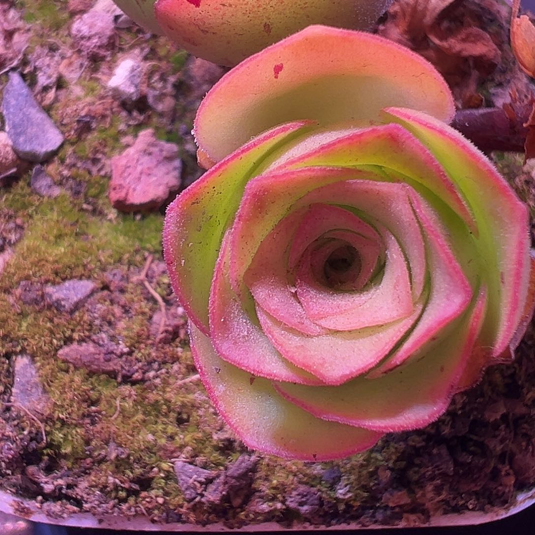 陈陈918玉龙侧牙。 