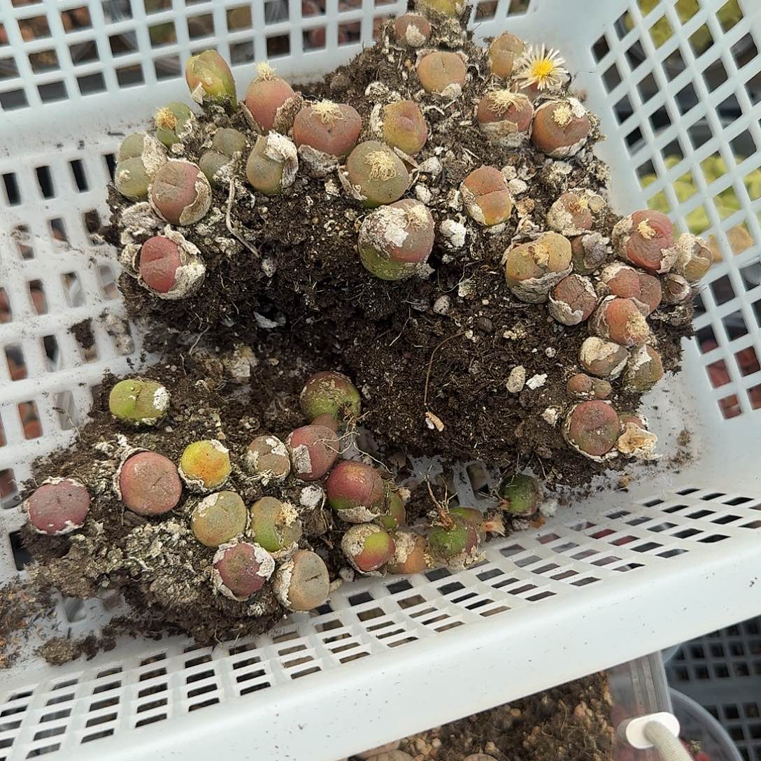 1774 哈哈哈哈哈哈哈哈哈