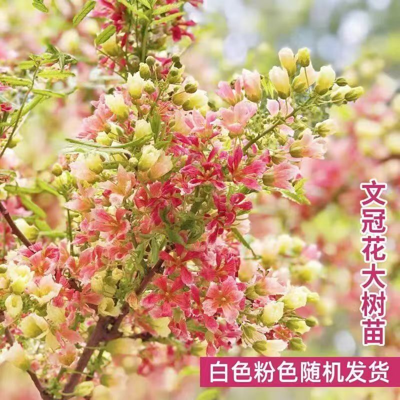 文冠花状元花树苗新品花卉苗浓香型状元花室内外阳台庭院耐热耐寒