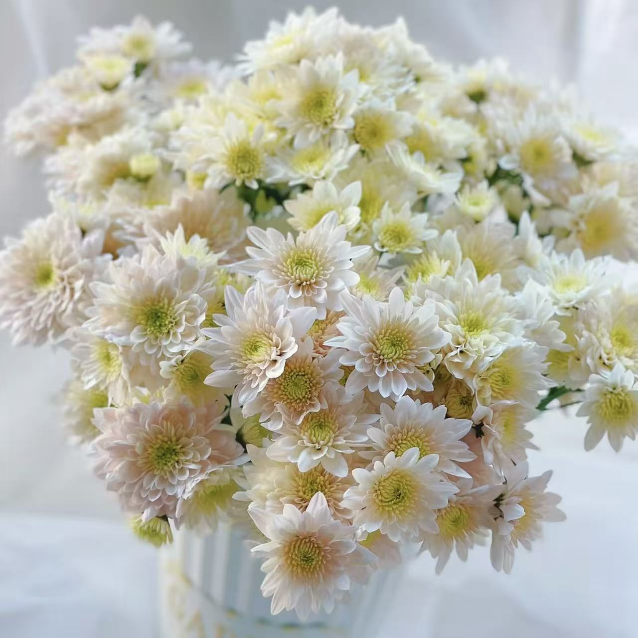 10枝香草沙拉小雏菊  花期超长待机 (两单发顺丰或京东快递)