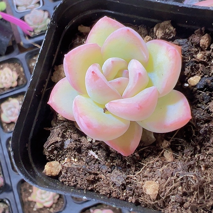 泡芙精品多肉植物大战