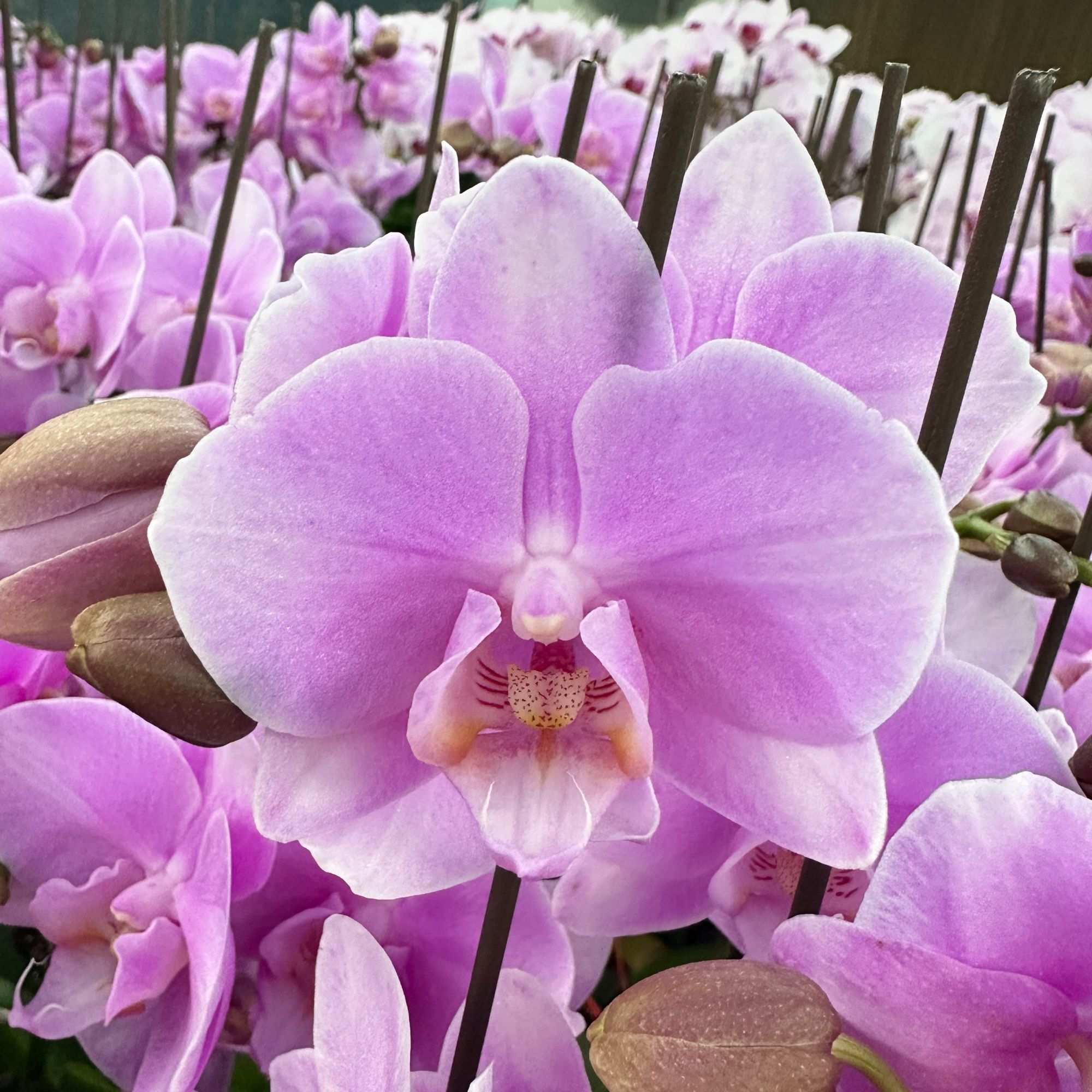 雅蝶兰选 （蝴蝶兰新婚宴双剑带花带）开花珠发货