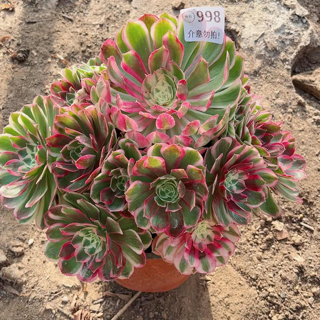 无花朵多肉植物998