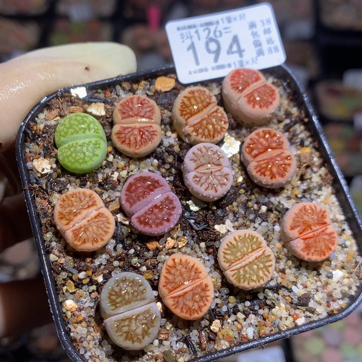 精品生石花126.194