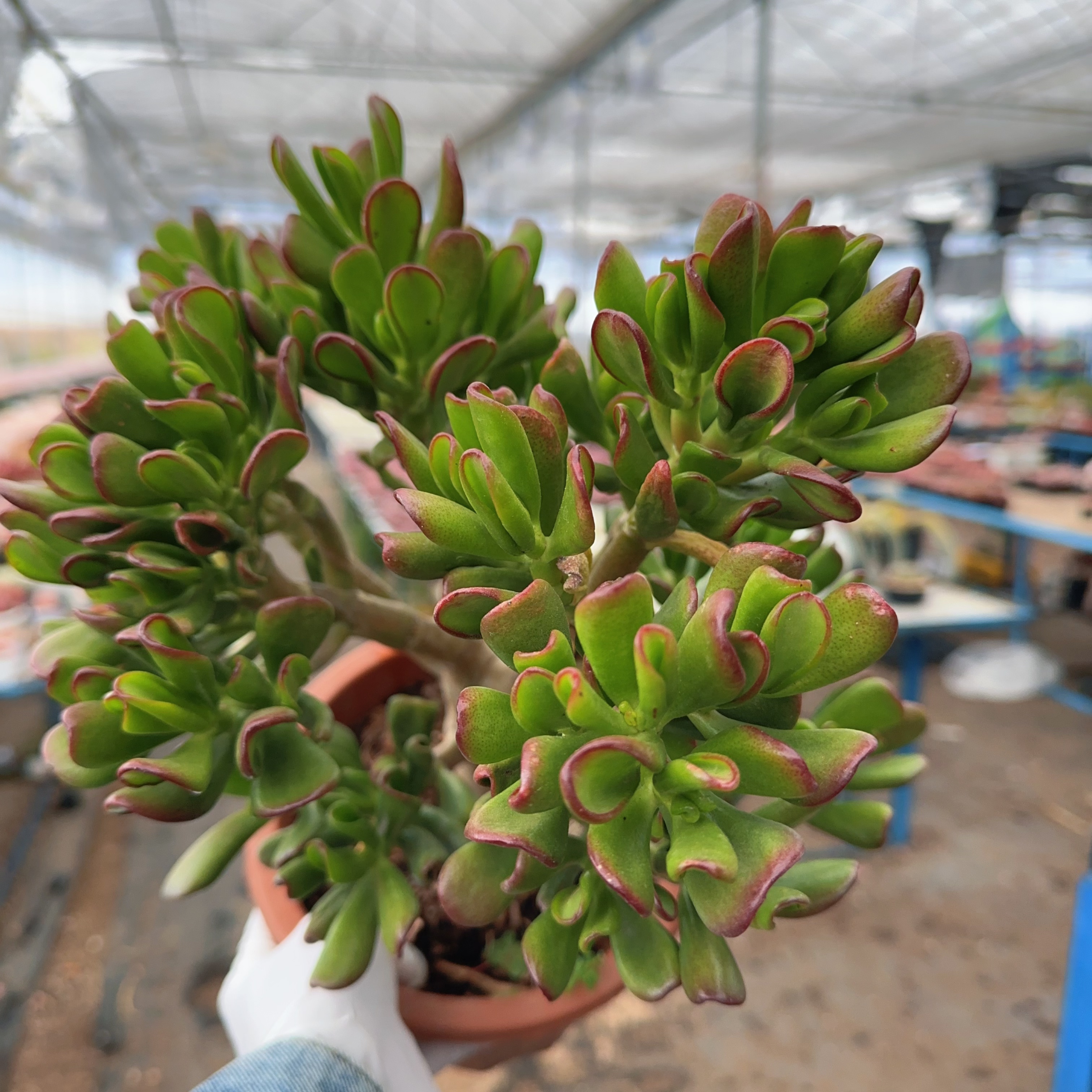N 大绿植吸财树   门店必备  好看好养  高品质生活  室内外皆可