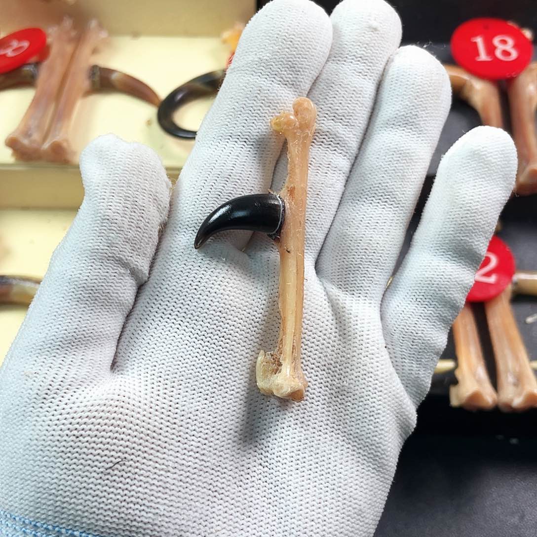 鸡骨（鸡脚）把件手把件