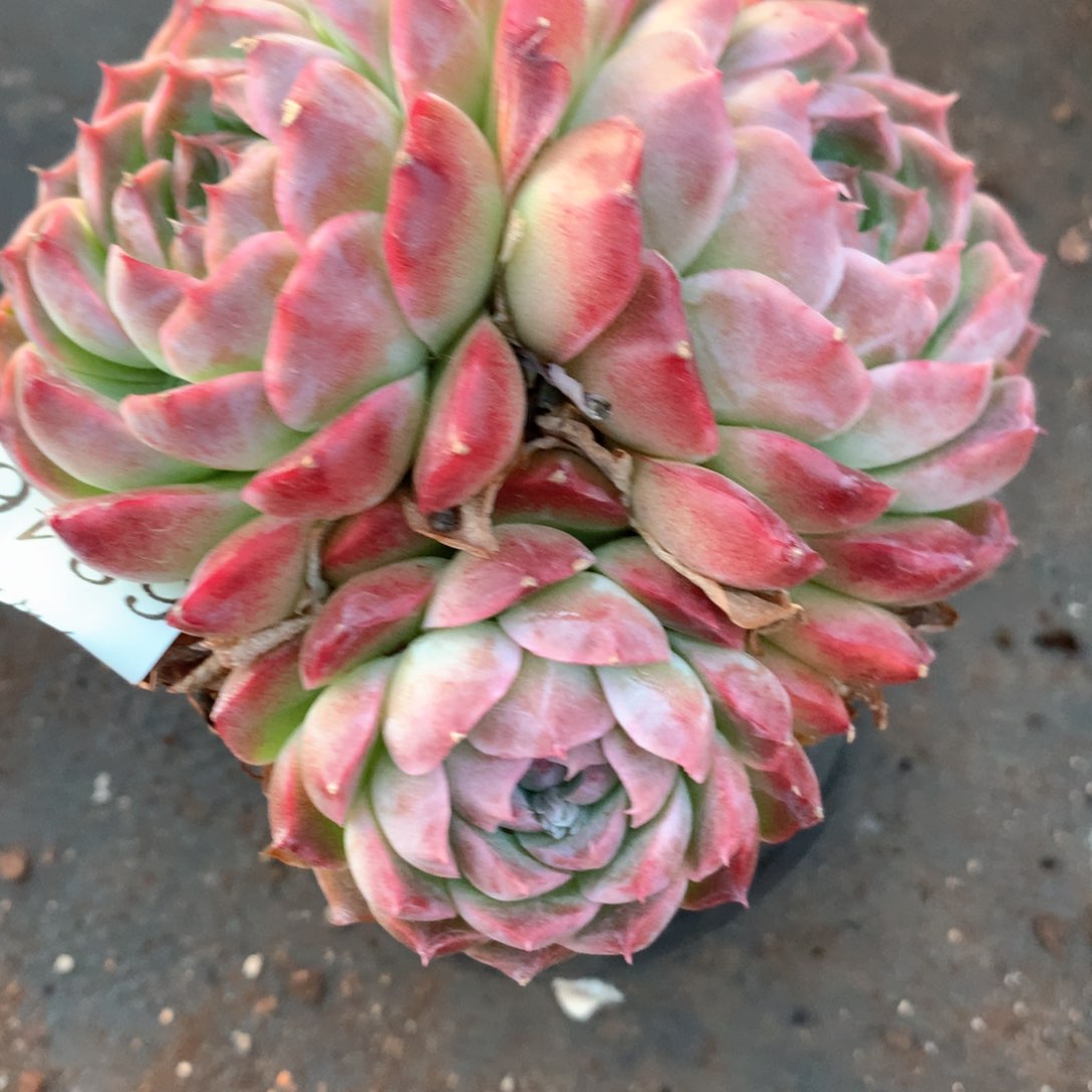 6246不包整散掉头不售后