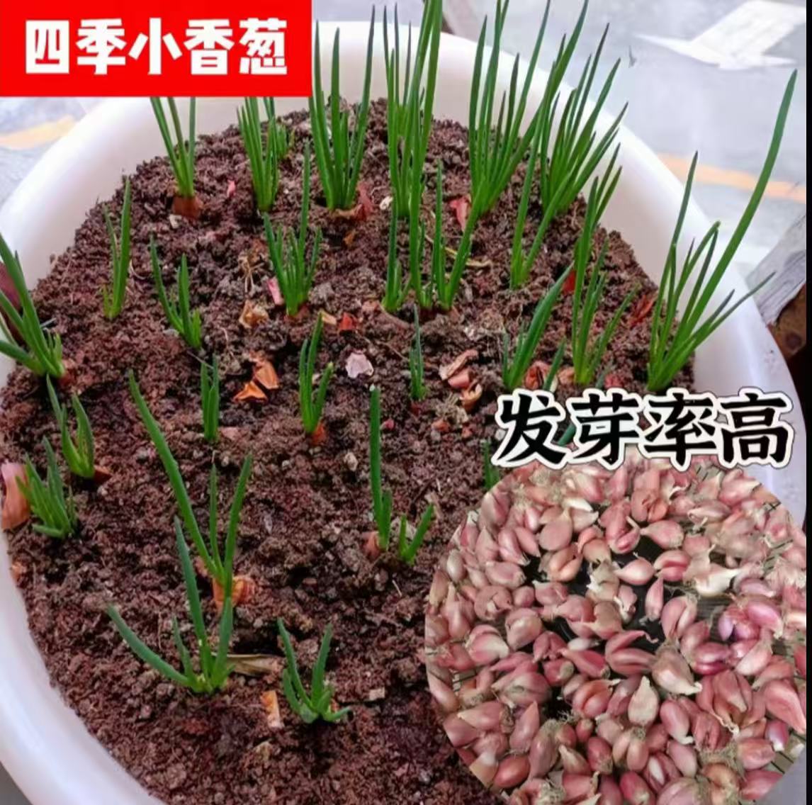 正宗红葱头火葱黄葱四季小香葱新鲜熬油食用红皮葱四季种植红葱头
