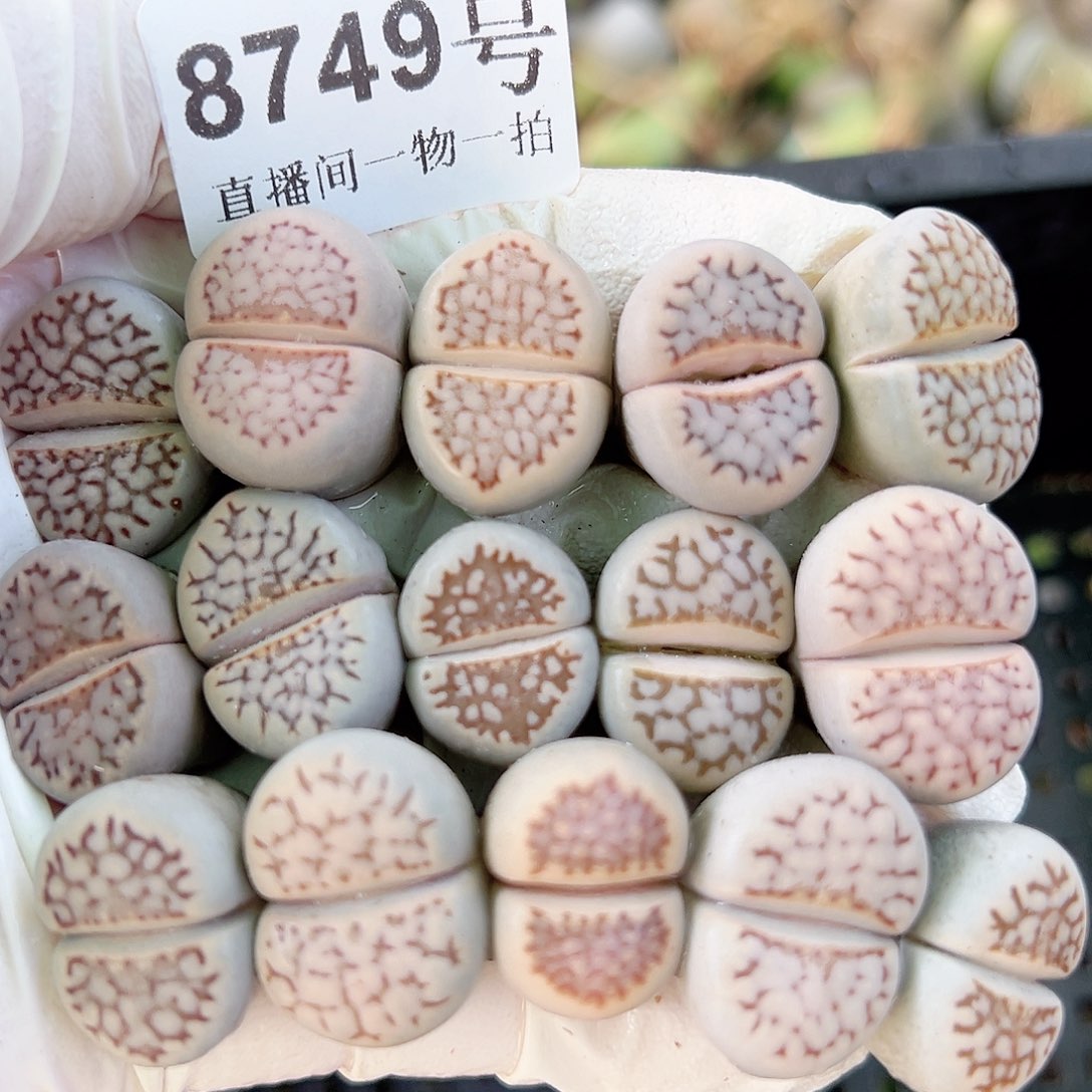 8749 好养易活生石花大母本15个