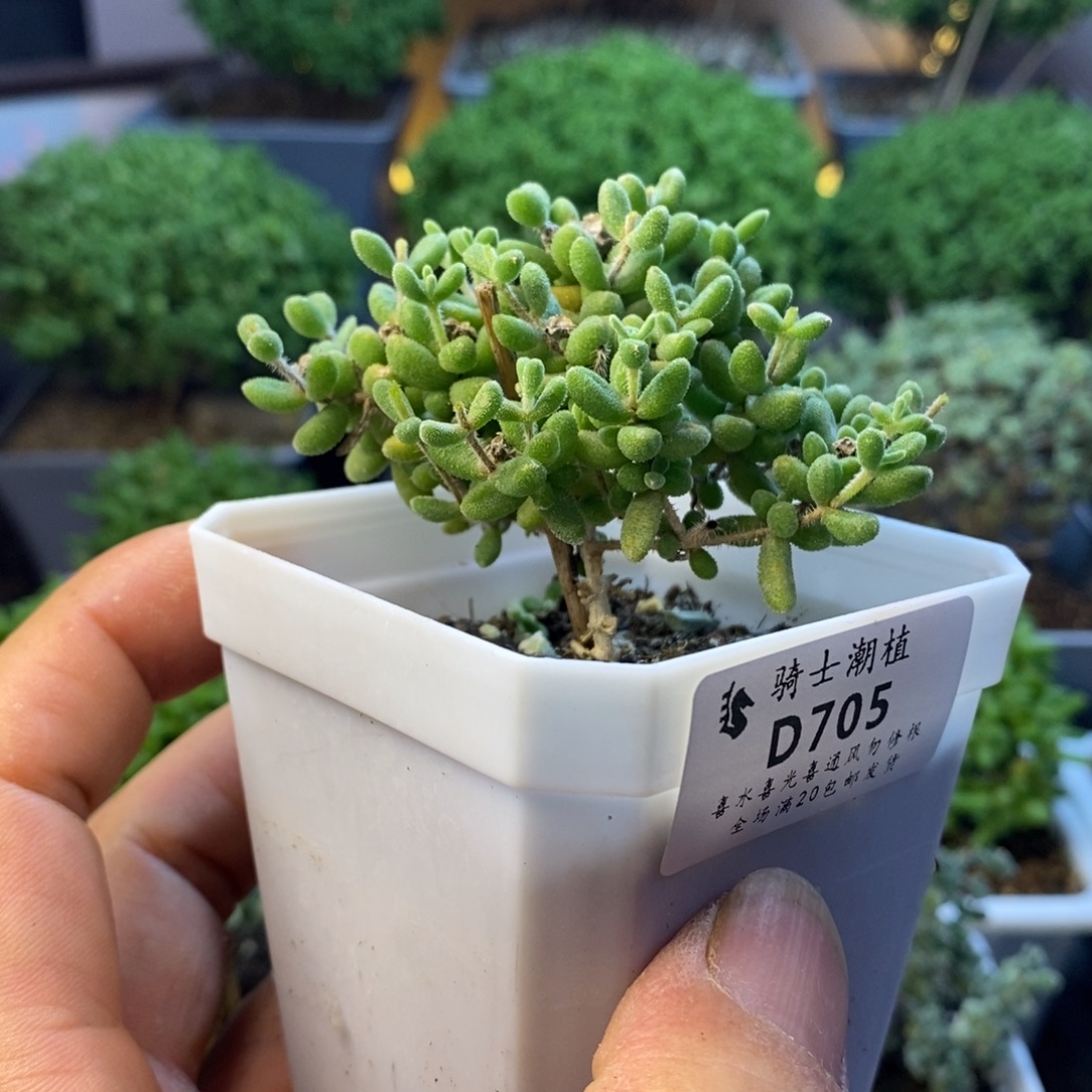 705实生红宝石枝干番杏 