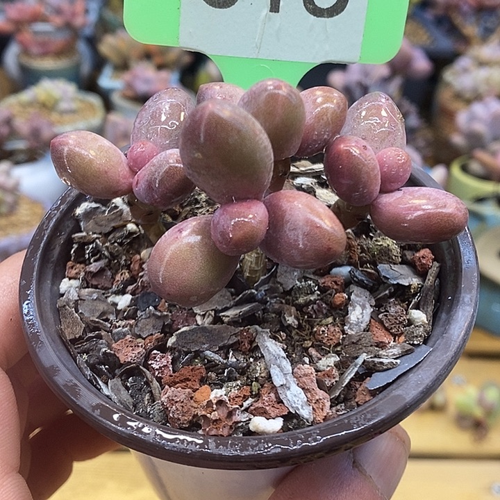 糖果美人啊啊啊多肉啊啊啊