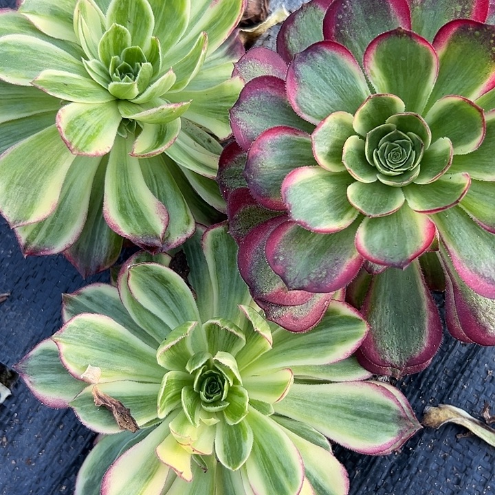 墨***白法师锦好好看啊121好看