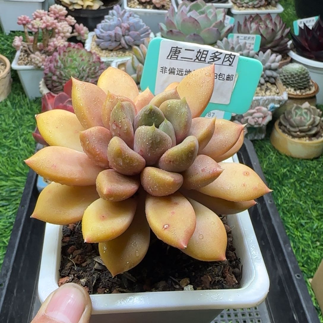 唐二姐多肉编号188