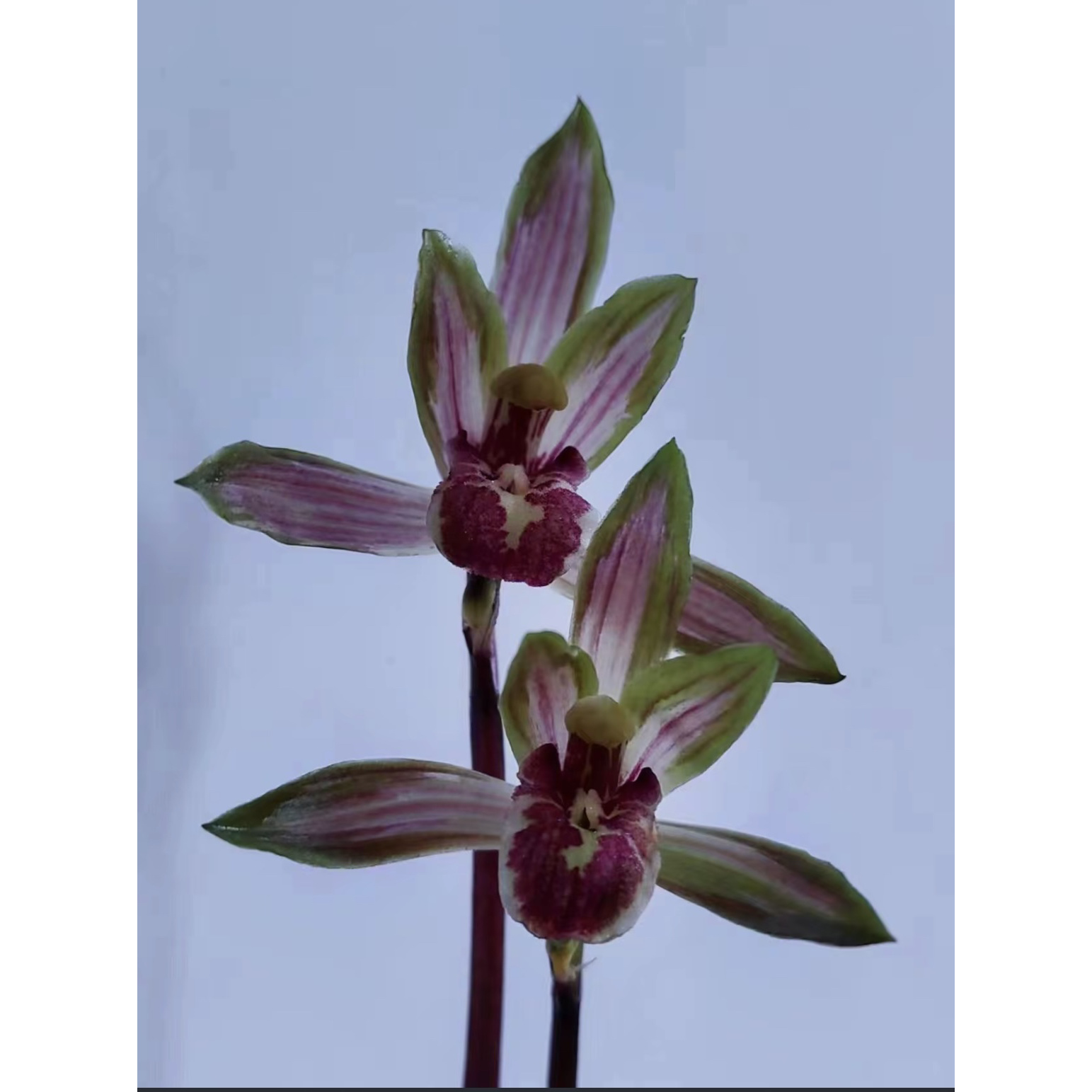 【嫦娥】秋芝丝搞兰花名品 2苗 花开浓香 好养易活 对版