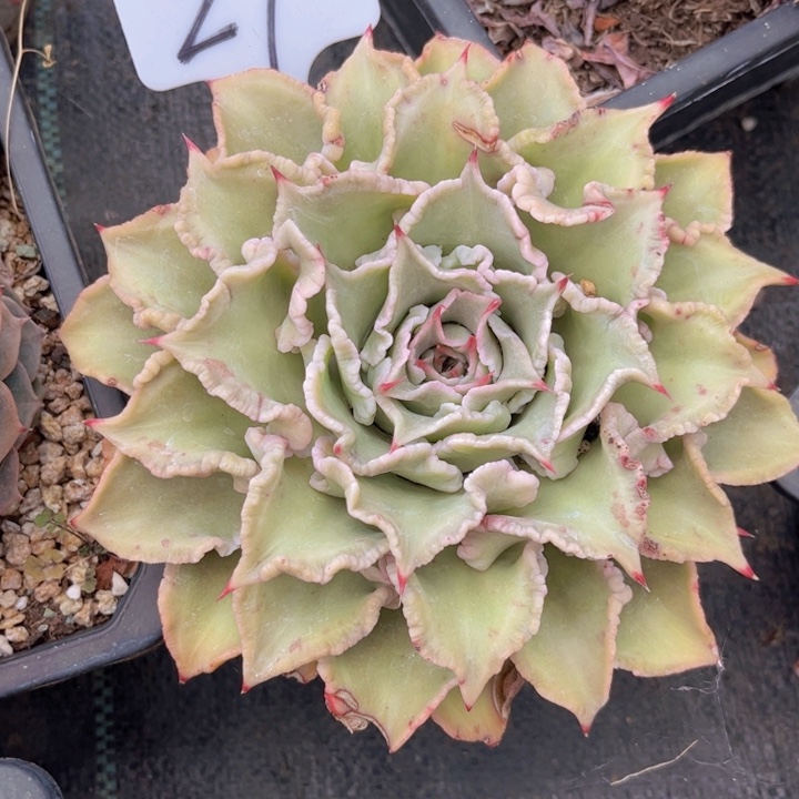 友家多肉一物一拍27