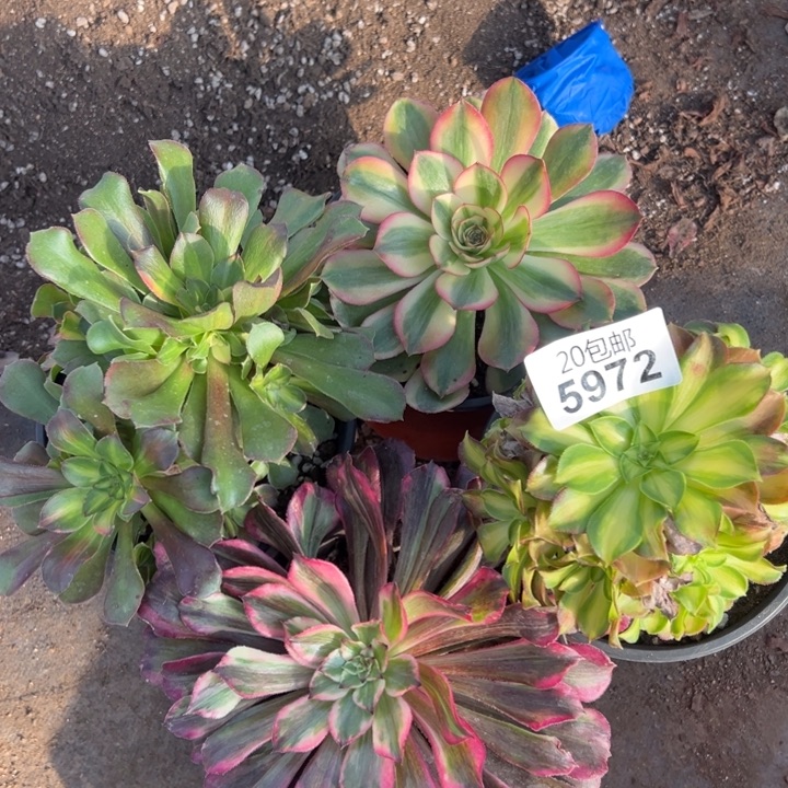 多肉植物5972种植物