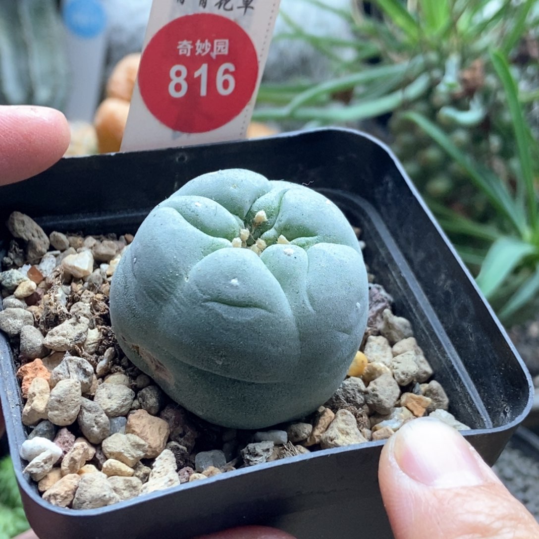 实生大尤白肌海鲜3.6cm