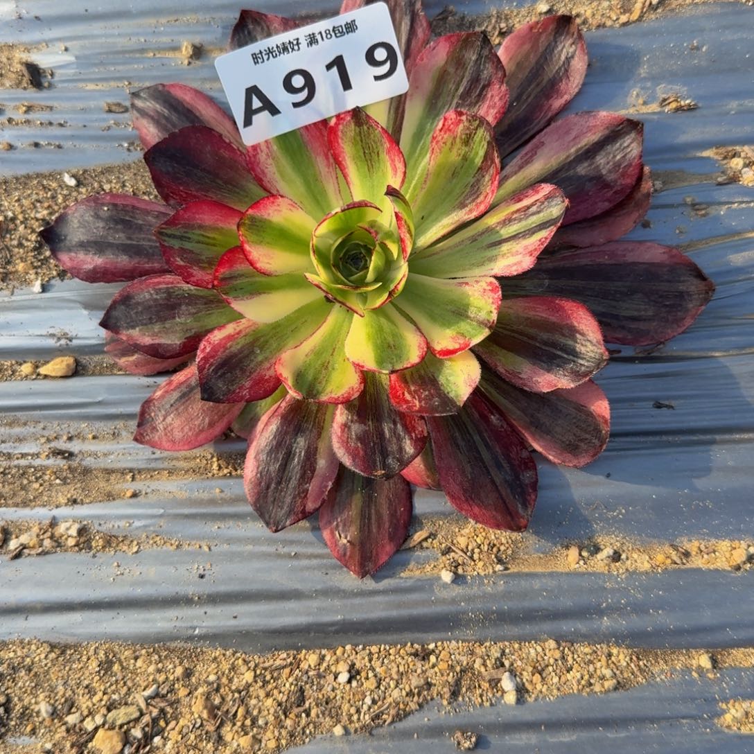 独***&919伯爵天娇到秋 多肉植物