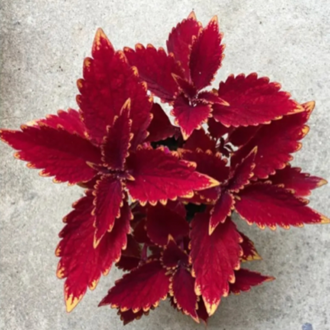 彩叶草金边盆栽四季观叶花卉红色喜庆易养适合阳台庭院