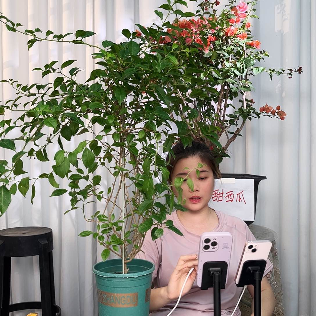 当前无花栽培后可以开花柳叶苹果花带竹一颗