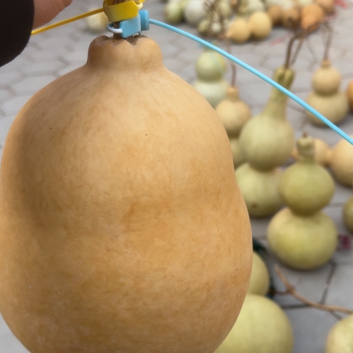 互睽睽女in题库glinting