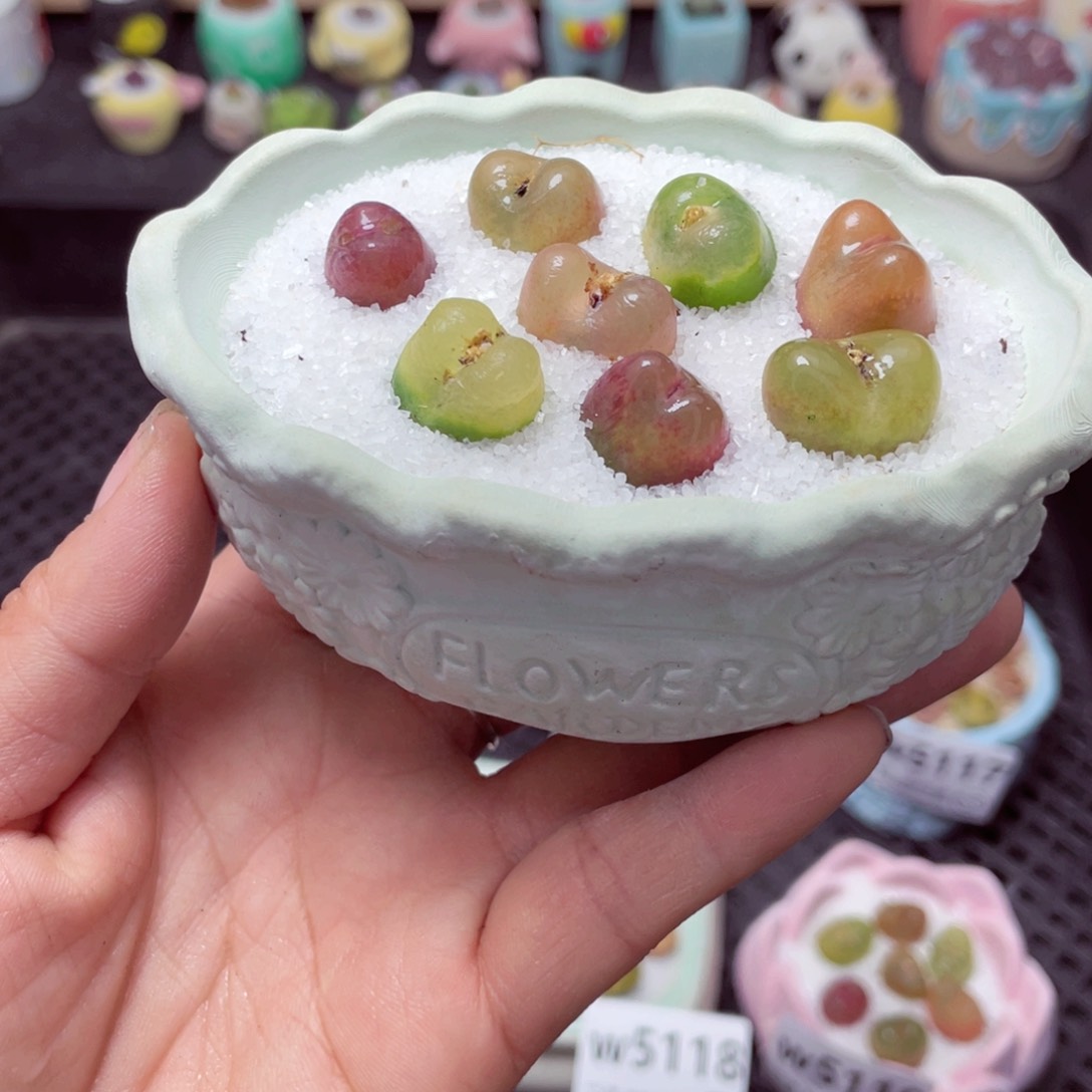 w5121 带盆土发货-零下地区拍保温箱